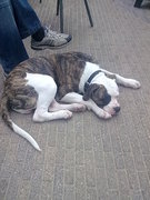 honden foto van djumbo