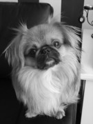 honden foto van Karin