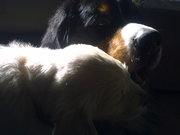 honden foto van Anne-Marie Dierickx