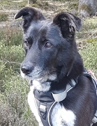 honden foto van Vanhoecke