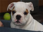 honden foto van Modjo