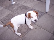 honden foto van loena83