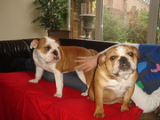 honden foto van Joey