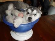 honden foto van Rene