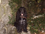 honden foto van Lobbens Pascal