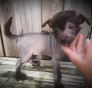 honden foto van Amaya Mama Mia Amore