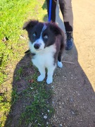 honden foto van Petra Beckers