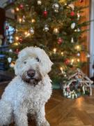 honden foto van Michelle en Max