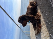 honden foto honden foto van Noorah's baasje