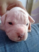 honden foto honden foto van geeske