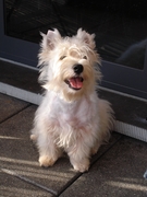 honden foto van Heidi