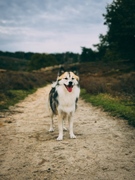 honden foto van Djulius