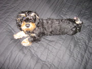 honden foto van Romina