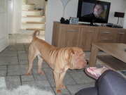 honden foto van aileen