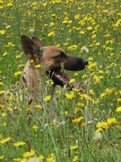 honden foto van Roxy & Ares