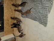 honden foto van Wesly & Shauny