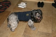 honden foto van Fifi