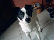 honden foto van nina