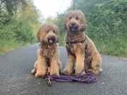 honden foto van Skylie Doodles