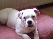 honden foto van sophia