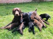 honden foto van Deborah