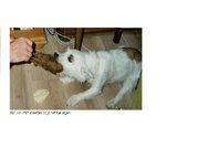 honden foto van jessie l8