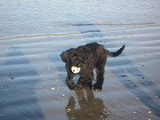 honden foto van GRACE