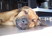 honden foto honden foto van Ingrid