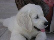 honden foto van Olivier