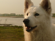 honden foto van Marian