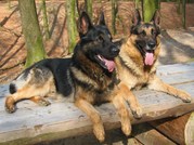 honden foto van corine 