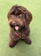 honden foto van Cindy en Suus