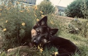honden foto van marleyann