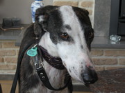 honden foto van Annemie