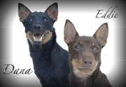 honden foto van Sandra, Lady Dana & Sir Eddie