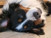 honden foto van BilboDeBerner