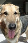 honden foto van Marque