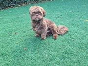 honden foto van kristy