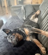 honden foto honden foto van dieke