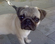 honden foto van collignon kim