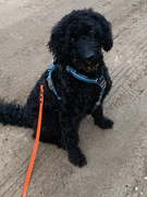 honden foto van Petra