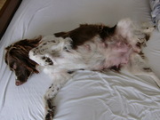 honden foto van geeske