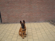 honden foto van Mh Nerings