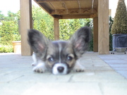 honden foto honden foto van Krysab