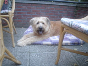honden foto van Caimin