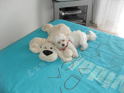honden foto van Cheyenne&Lady.