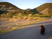 honden foto van Marcel Leussink