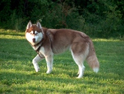 honden foto van joyce van Suka en Aiko