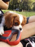 honden foto van Tom