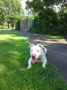 honden foto honden foto van Guus